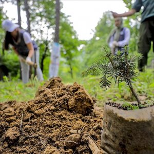250 Trees Planted with Breathe into the Future